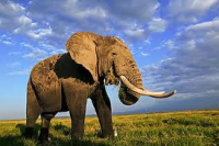 /album/wereld-natuur-fonds/oo-png/