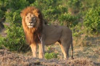 /album/wereld-natuur-fonds/leee-png/