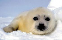 /album/wereld-natuur-fonds/z-png/