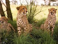 /album/wereld-natuur-fonds/k-jpg/