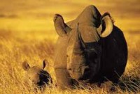 /album/wereld-natuur-fonds/pp-jpg/