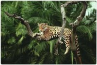 /album/wereld-natuur-fonds/leeuwww-jpg/