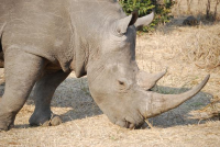 /album/wereld-natuur-fonds/ppp-png/