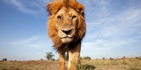 Wereld Natuur Fonds